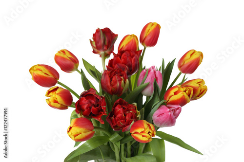 Natural flowers for floral design and greeting card - bunch of various tulips isolated on white background