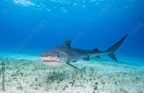 Tiger shark underwater view Grand bahama Bahamas. © wildestanimal