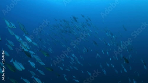 Wallpaper Mural A school of Unicornfish in blue water. 4k footage Torontodigital.ca