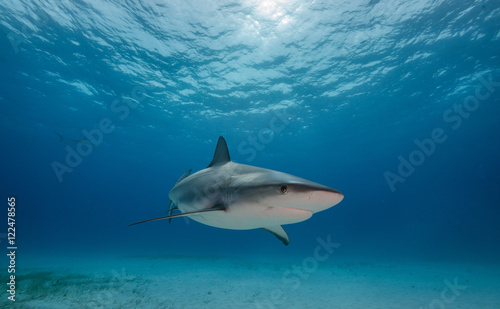 Tiger shark underwater view Grand bahama Bahamas.