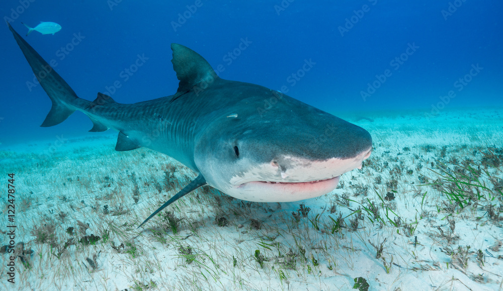 Fototapeta premium Tiger shark underwater view Grand bahama Bahamas.
