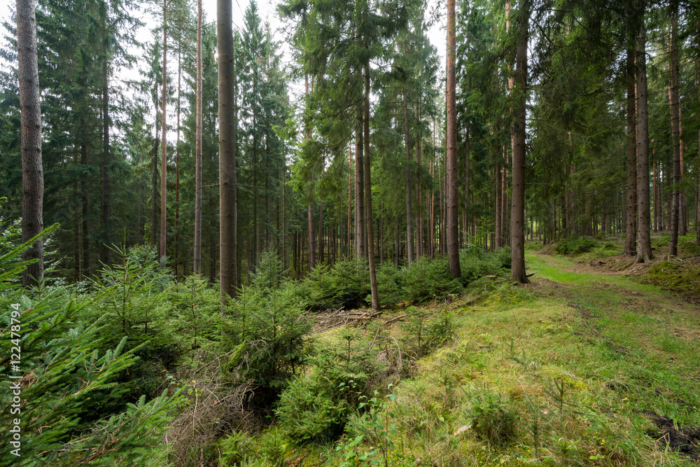 Obraz premium Wald in Deutschland