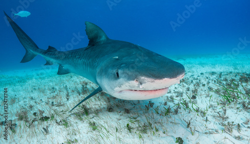 Tiger shark underwater view Grand bahama Bahamas.