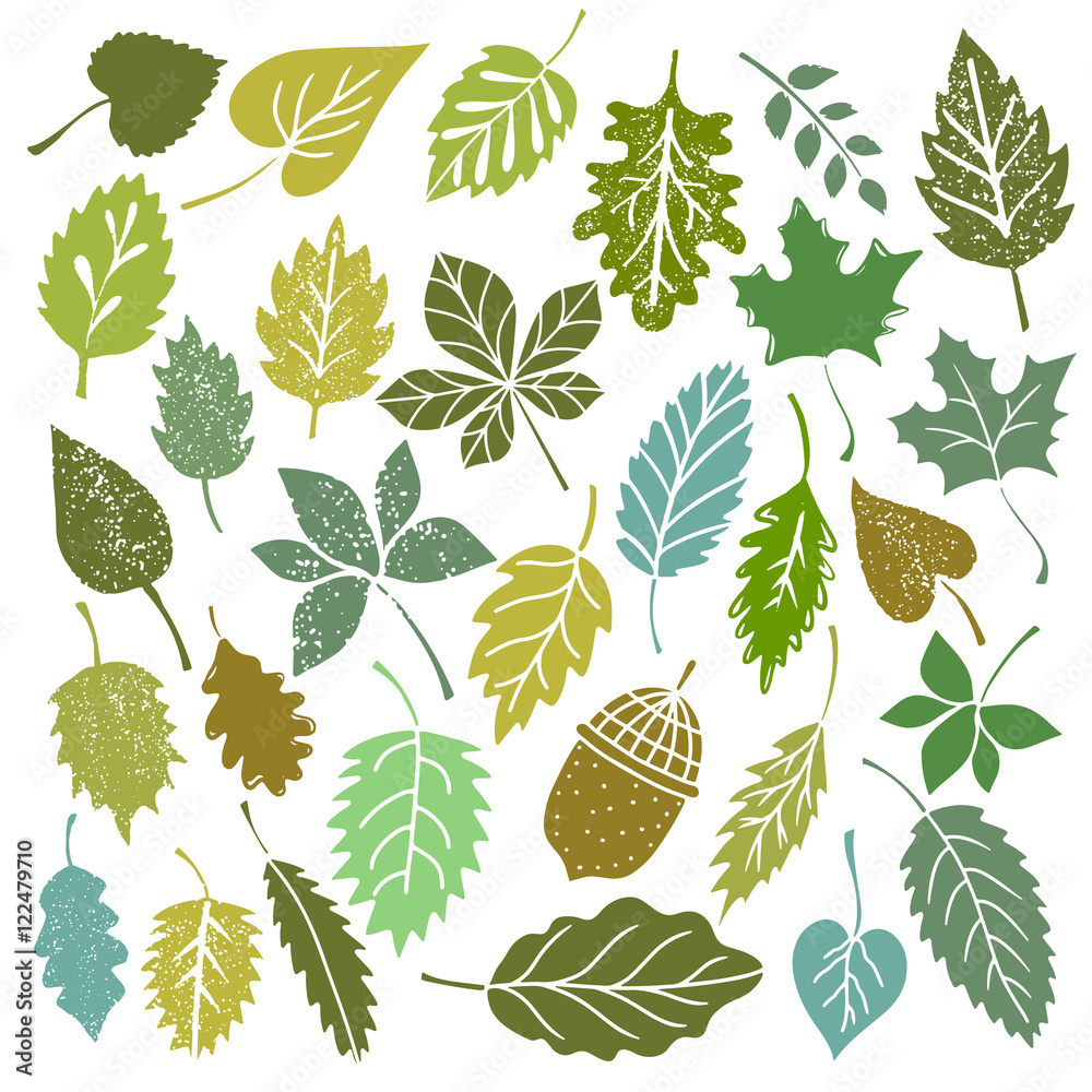 Naklejka premium Leaves, acorn