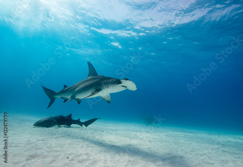 Great hammerhead shark underwater view at Bimini in the Bahamas. © wildestanimal