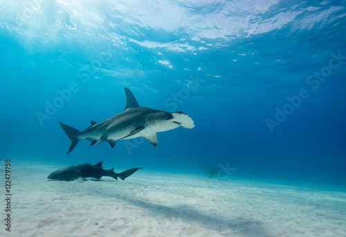 Great hammerhead shark underwater view at Bimini in the Bahamas.