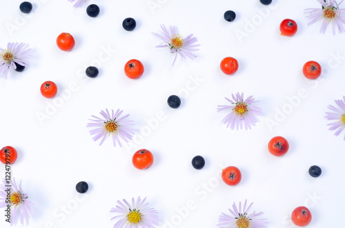 Aster dumosus flowers and rowanberries on a white background. Abstract autumn backdrop.