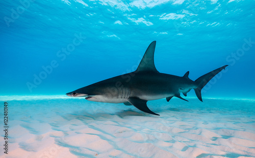 Great hammerhead shark underwater view at Bimini in the Bahamas.