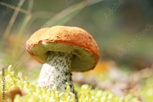 one Leccinum in moss
