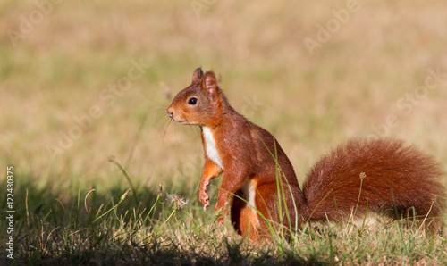 Eichhörnchen im Gras © Bernd Wolter