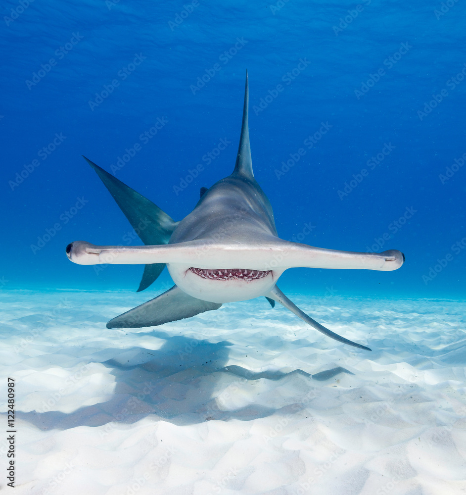 Great hammerhead shark underwater view at Bimini in the Bahamas. - obrazy, fototapety, plakaty 