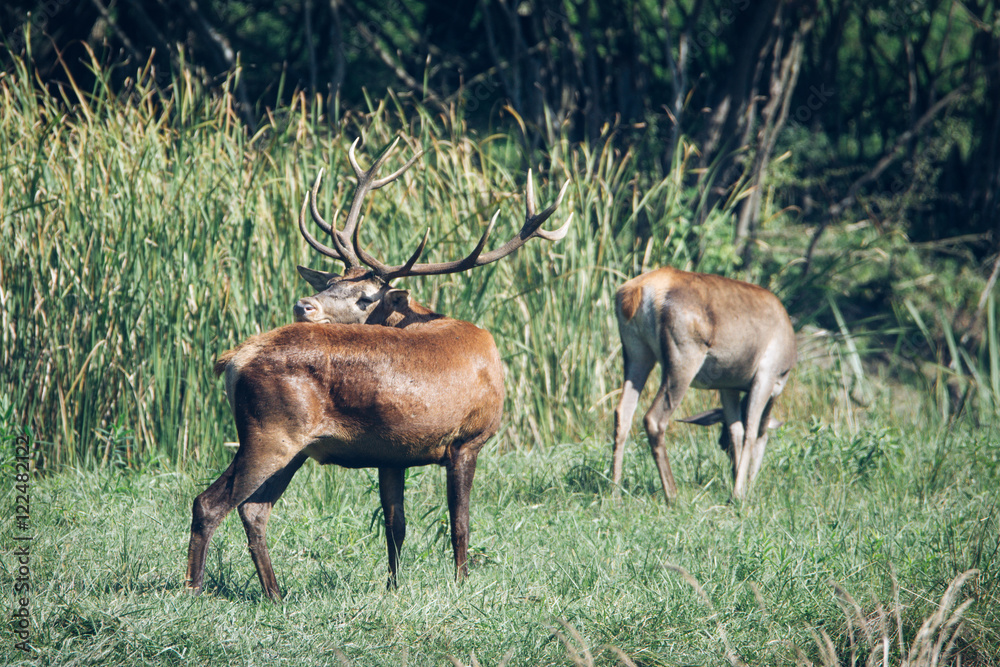 Fototapeta premium Red deer in runting season