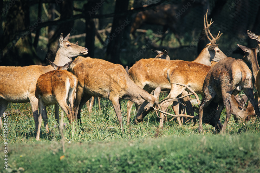 Fototapeta premium Red deer in mating season
