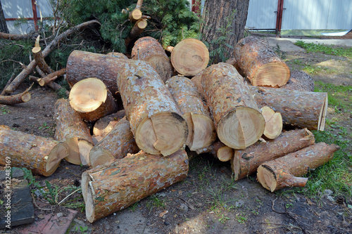 Дрова от спиленной сосны лежат на земле 