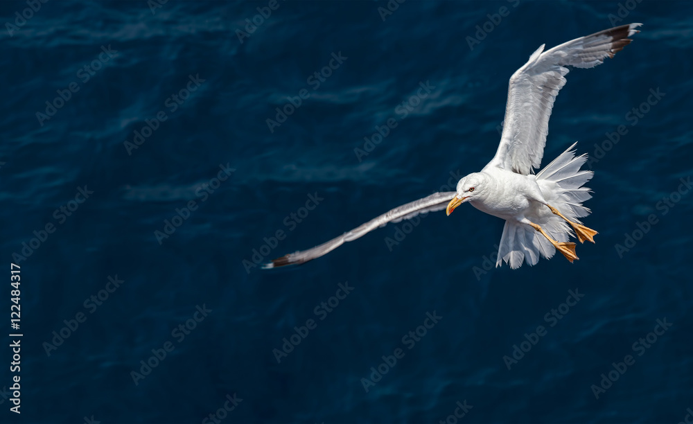 Fototapeta premium Seagull over the sea