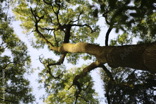 Tree in forrest looking up into the sky
