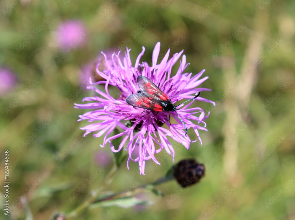 Widderchen,Flockenblume,Schmetterling,Blüte Widderchen,Flockenblume,Schmetterling,Blüte