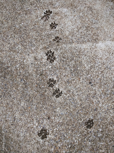 dog footprints on concrete floor