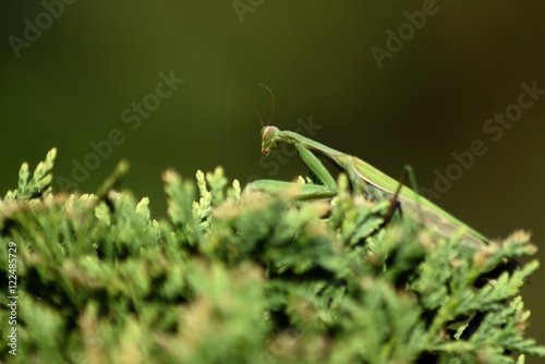 Praying mantis © romrom74