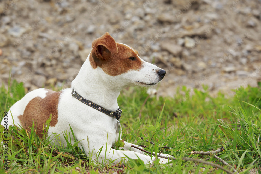 the Jack Russell Terrier dog the Jack Russell Terrier dog