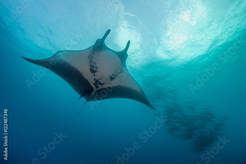 Manta ray with a school of jacks in the background, Revillagigedo Islands, Mexico.