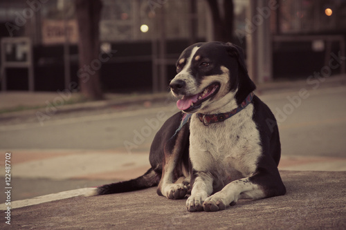 Fototapeta Naklejka Na Ścianę i Meble -  Black Thai dog on steet with bokeh