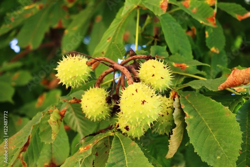 Horse Chestnut ripe on the tree in fall 