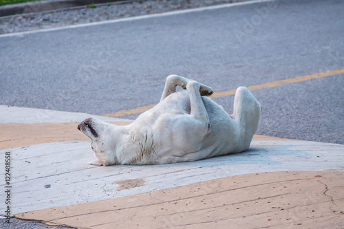 Dog play dead
