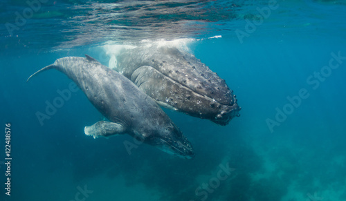 Humpback whale underwater view at Vava'u Kingdom of Tonga. © wildestanimal