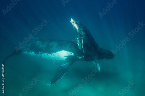 Humpback whale underwater view at Vava'u Kingdom of Tonga. © wildestanimal