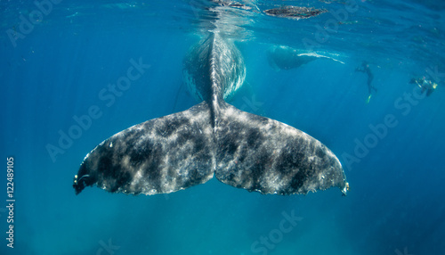 Humpback whale underwater view at Vava'u Kingdom of Tonga.