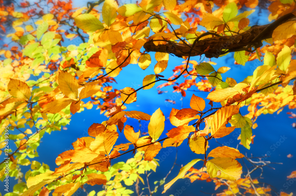 Autumn background with colorful leaves