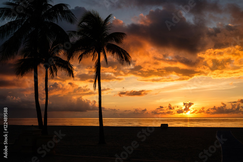 Scenic silhouettes of palm trees at sunset