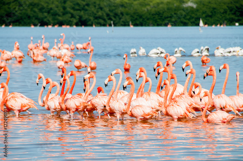 Flamingoes at the Celestun Biosphere Reserve, Mexico.
