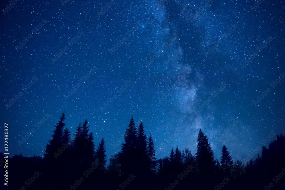 Fototapeta premium Forest at night