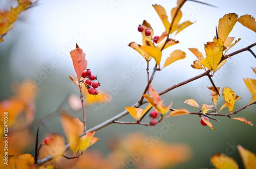 Red berries in yellow foliage © daria_serdtseva