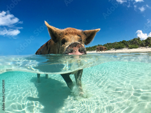 Wild, swiming pig on Big Majors Cay in The Bahamas photo