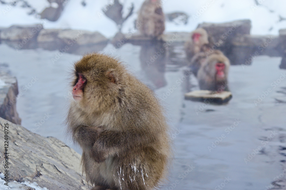 Obraz premium Japan, monkeys are heated in hot springs water