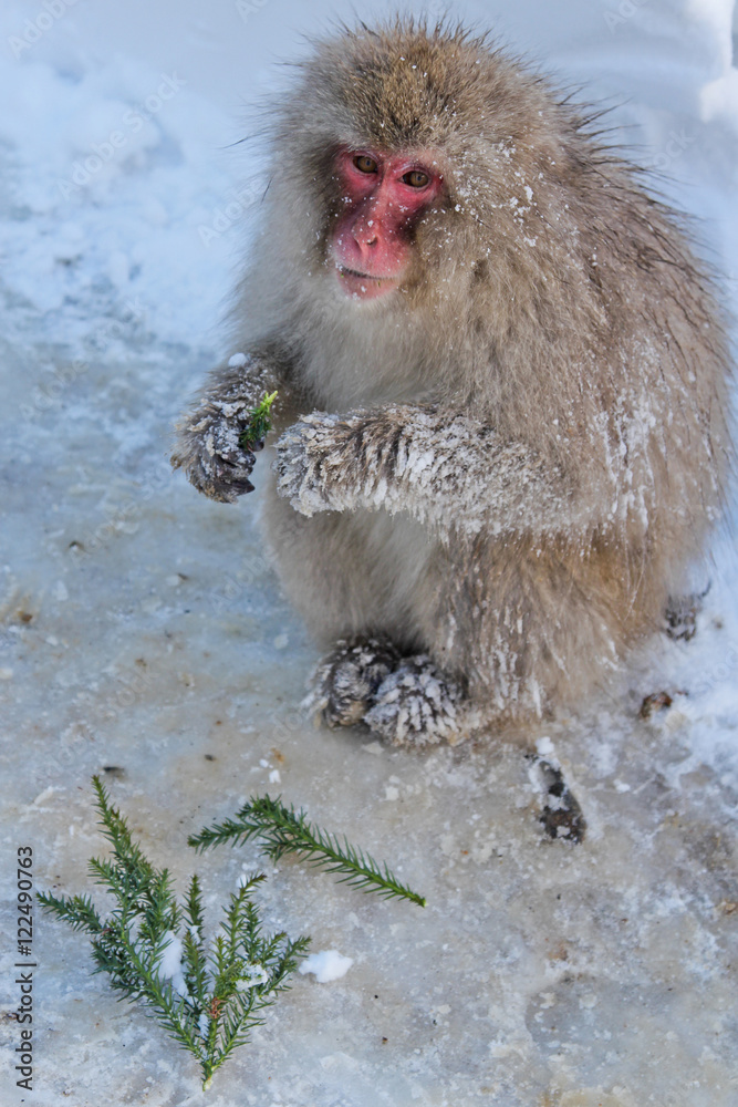 Naklejka premium snow monkey sitting and eating juniper branches