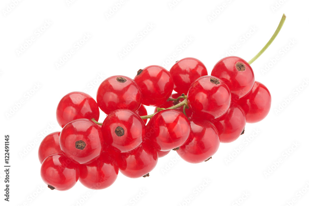 Red currant on white Red currant on white