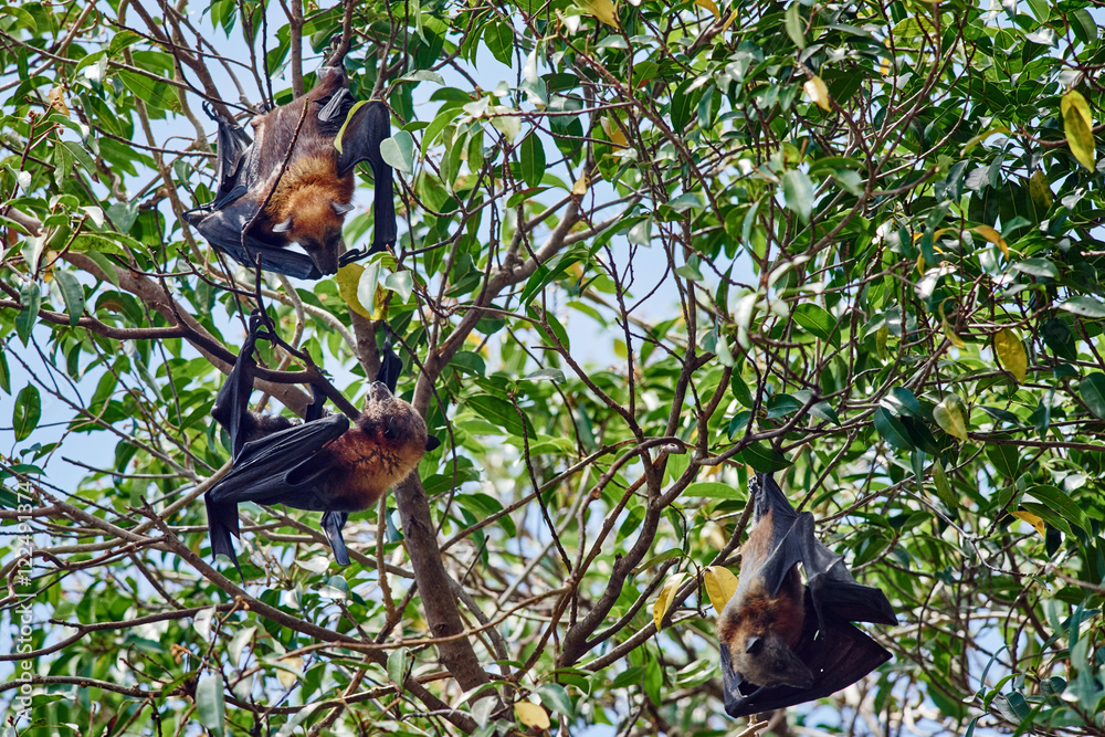 fruit bats Palawan Philippines Stock Photo Adobe Stock