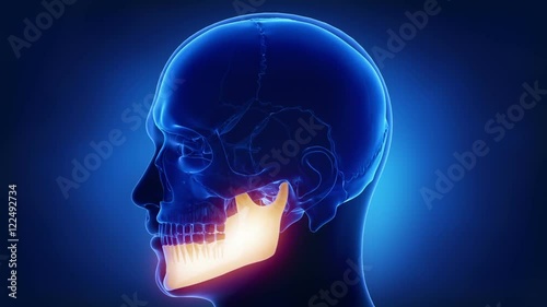 Blue x-ray skull animation - mandible or mandibula photo