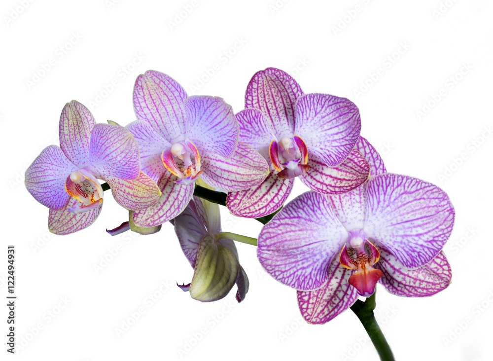 Obraz premium pink orchids