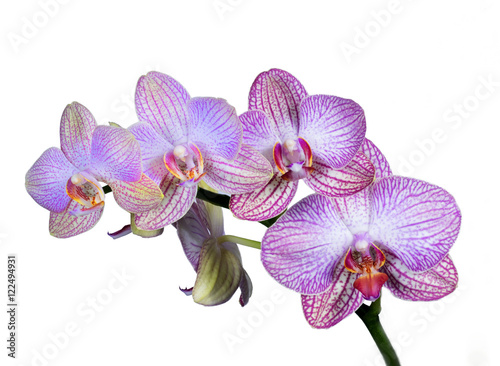 pink orchids