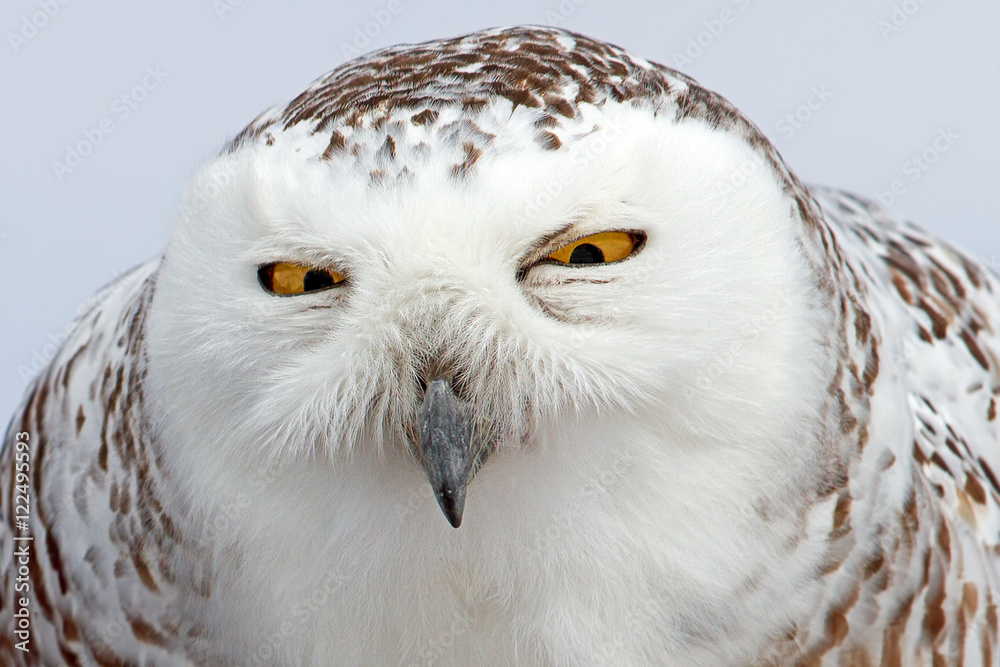 Obraz premium A closeup of a Snowy owl (Bubo scandiacus) in winter in Canada