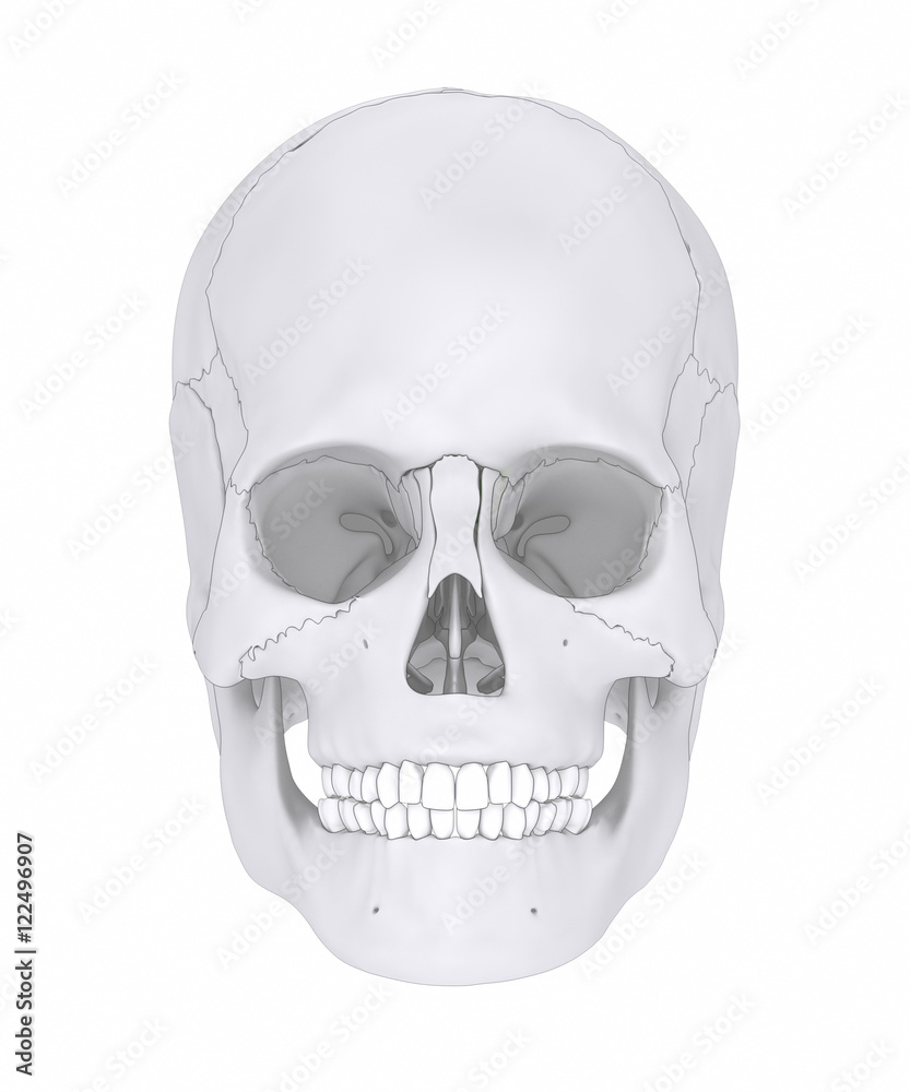 Obraz premium Human skull with colorized skull bone parts