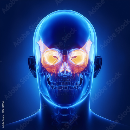 Sphenoid bone - os sphenoidale