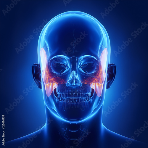 Фотография Temporal bone - os temporale