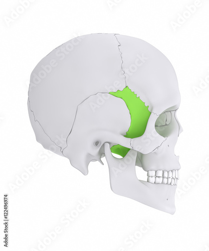 Sphenoid bone - os sphenoidale lateral view photo