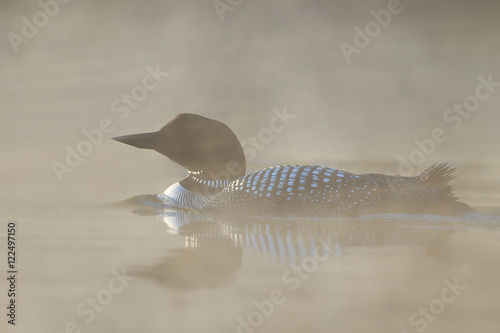 Canvas Print Common Loon (Gavia immer) swims quietly in the morning mist on Wilson Lake, Que,